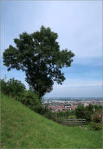 Baum über zersiedelter Landschaft -     Auf dem Kappelberg über Fellbach.