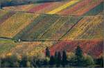 Herbstfarben -    Weinberg bei Stetten im Remstal.