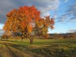 05.11.2010: Herbstliche Stimmung in der Rheinebene zwischen Malsch und Muggensturm. Das Bild entstand direkt neben der Eisenbahnstrecke Karlsruhe-Malsch-Rastatt.