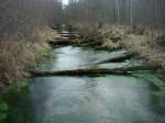 Noch sieht es grau aus in den Auenwäldern der Rheinebene im Feb.2011 