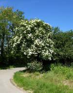 Holunderstrauch in voller Blte, Juni 2013