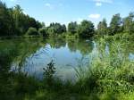 Fischweiher in der Rheinebene bei Neuershausen, Juli 2014