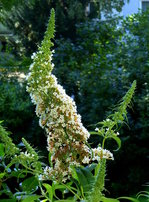 Bltenstand des weien Sommerflieders (Schmetterlingsflieder), Juli 2016