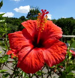 Chinesischer Roseneibisch (Hibiscus) in voller Blte, Aug.2016