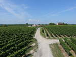 Weinberge bei Opfingen (15.08.2016)