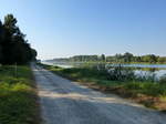 am Rheinauenweg sdlich der Rheinfhre bei Kappel-Grafenhausen/Ortenau, Sept.2016