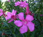 Oleander (Rosenlorbeer), violett blhender Zierstrauch, stammt aus dem Mittelmeerraum, Indien und China, alle Pflanzenteile sind giftig, Juli 2017