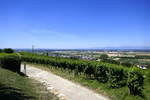 Markgräflerland, Blick von den Weinbergen bei Auggen in die Rheinebene, rechts im Hintergrund die Vogesen, Juli 2019