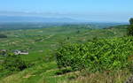 Kaiserstuhl, Blick von der Mondhalde in die Rheinebene Richtung Norden, am Horizont die Vogesen, Juni 2011 