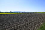 Landschaft in der Rheinebene im Ortenaukreis, April 2020