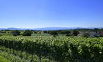 Blick über die Weinfelder auf dem Marchhügel bei Buchheim, am Horizont der südliche Schwarzwald, Juni 2020