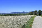 Blick zum Kaiserstuhl vom Marchhügel aus, Juni 2020