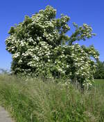 Holunderbusch in voller Blüte, gesehen in der Rheinebene im Breisgau, Juni 2021