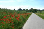 Blühender Klatschmohn säumt die Wege am Marchhügel in der Rheinebene, Juni 2021