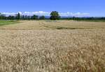 Blick vom Kaiserstuhl bei Wasenweiler über die reifen Kornfelder in der Rheinebene zum Schwarzwald am Horizont, Juni 2025