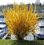 Forsythia in voller Blüte, der schöne und frühblühende Zierstrauch ist ökologisch wertlos, da er keinen Nektar und keinen Pollen für Insekten produziert, März 2026 