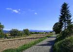 Blick vom Marchh�gel im Breisgau zum S�dschwarzwald, Sept.2026