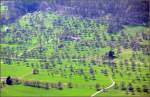 Viele Bäume auf grünem Grund -    Obstbaumlandschaft unterhalb des Albtraufes.