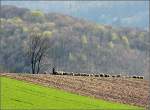 Eine Schafsherde -

,,, am Rande der Schwäbischen Alb bei Owen. 

11.04.2009 (M)