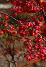 Zur Herbstzeit werden nicht nur Bume, sondern auch Blumen bunt. Aufgenommen am 05.Oktober 2008 auf der Schwbischen Alb.