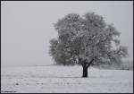 Wo sind denn die Farben hin? - Aalen-Fachsenfeld am winterlichen Morgen des 30.10.2008.