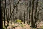 Im Wald zwischen Triberg und Hornberg.