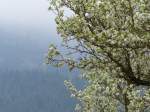 Endlich Frhling! In Freiburg konnte man diese wei leuchtenden Blten vor den dunklen gegenberliegenden Bergwldern ablichten. 21.4.2013