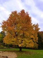 Amerikanischer Amberbaum im Herbstkleid, Stadtpark Lahr/Schwarzwald, Nov.2011