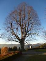 Linde, auf dem Lindenberg bei St.Peter/Schwarzwald, Dez.2013