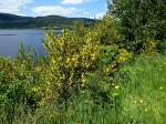 Besenginster am Schluchsee/Schwarzwald, der bis zu 2m hohe Strauch ist giftig, Juni 2014