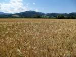 Kornfelder im Dreisamtal/Schwarzwald, stlich von Freiburg, Juni 2014