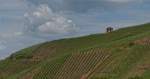 Buchholz - Stadt Waldkirch.Weinreben.14.06.2014