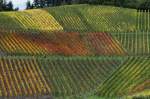 Buchholz - Stadt Waldkirch.Weinreben.27.10.2013