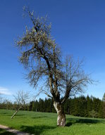 alter,  verdrehter  Birnbaum im Schwarzwald, April 2015