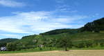 Blick auf die Weinberge im unteren Glottertal, Juli 2017