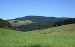 Schwarzwald, oberhalb von St.Peter, mit Blick zum 1241m hohen Kandel, Aug.2018