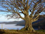 Schwarzwald, St.Ulrich-Geiersnest, Inversionswetterlage Herbst-Winter, Dez.2004