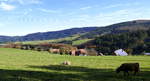 Schwarzwald, Landschaft bei Heidburg im mittleren Schwarzwald, Okt.2020