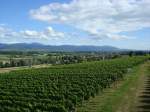 Freiburg-Opfingen,Blick vom Aussichtsturm auf die Weinreben des Tuniberges und die Schwarzwaldberge
Juli 2008