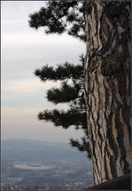 Die Kiefer über der Stadt -    Ein Kiefer bei der Grabkapelle auf dem Rotenberg (Württemberg) vor dem Stuttgarter bzw.