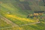 Stuttgarter Weinberglandschaft bei Uhlbach.