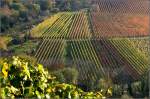 Ein Weinberghang bei Stuttgart-Uhlbach im Herbst.