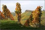 Im Weinberg -     Links im Hintergrund die Grabkapelle auf dem Württemberg.