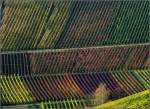 Bunte Linien -    Herbstlicher Weinberg bei Stuttgart-Uhlbach.