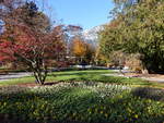 Blumenbeete im Kurpark von Bad Reichenhall (10.11.2018)