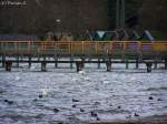 Das Wetter kann noch so strmerisch und regnerisch sein wie es mchte. Die Tiere lassen es sich nicht nehmen trotz all dem gemtlich auf der Wasseroberflche zu sitzen. 28.03.2010