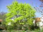 Der Ahorn in unserem Garten im Frhlingskleid - ein unwahrscheinlich intensives Hellgrn.