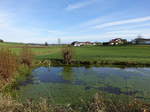 Dorfweiher von Mistlbach in Niederbayern (20.11.2016)