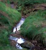 Der Krebsengraben Bach im Wald am 29.07.2008 (Pfarrkirchen) 