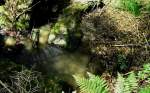 Der Krebsengraben Bach im Wald am 29.07.2008 (Pfarrkirchen)